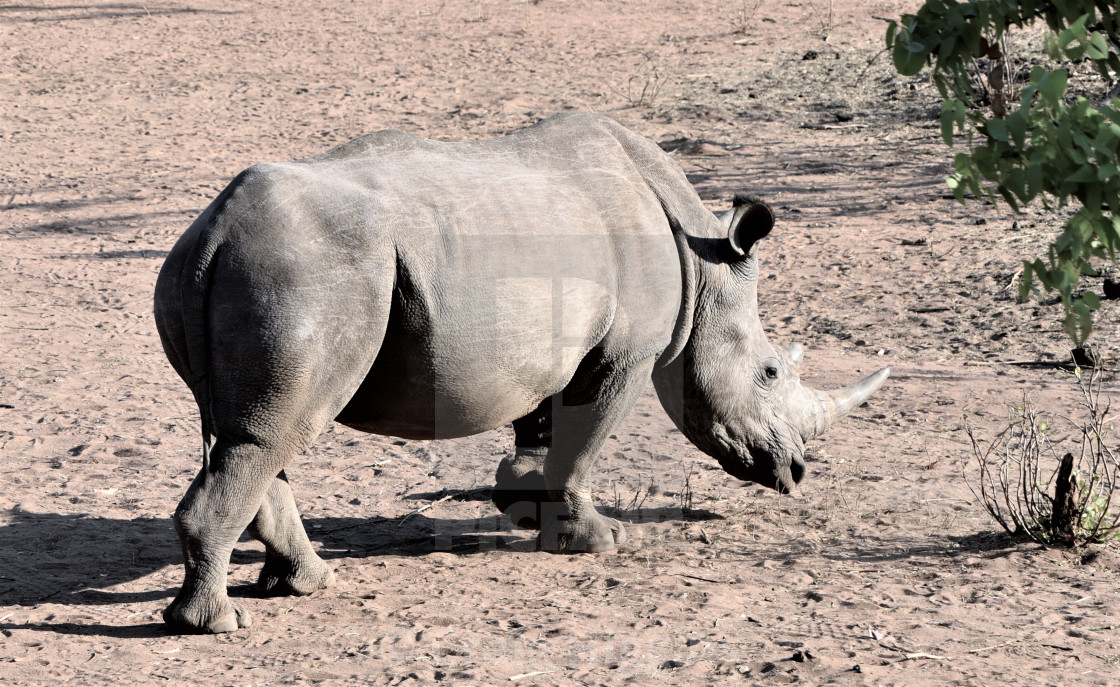 "White Rhino" stock image