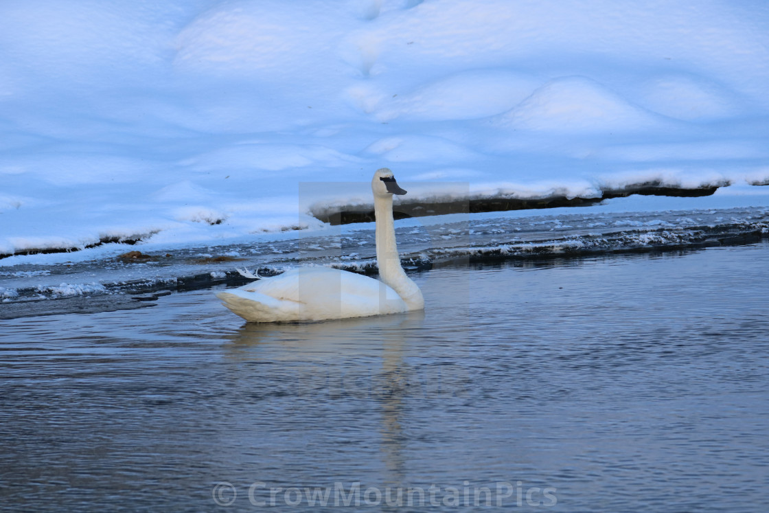 "Swan" stock image