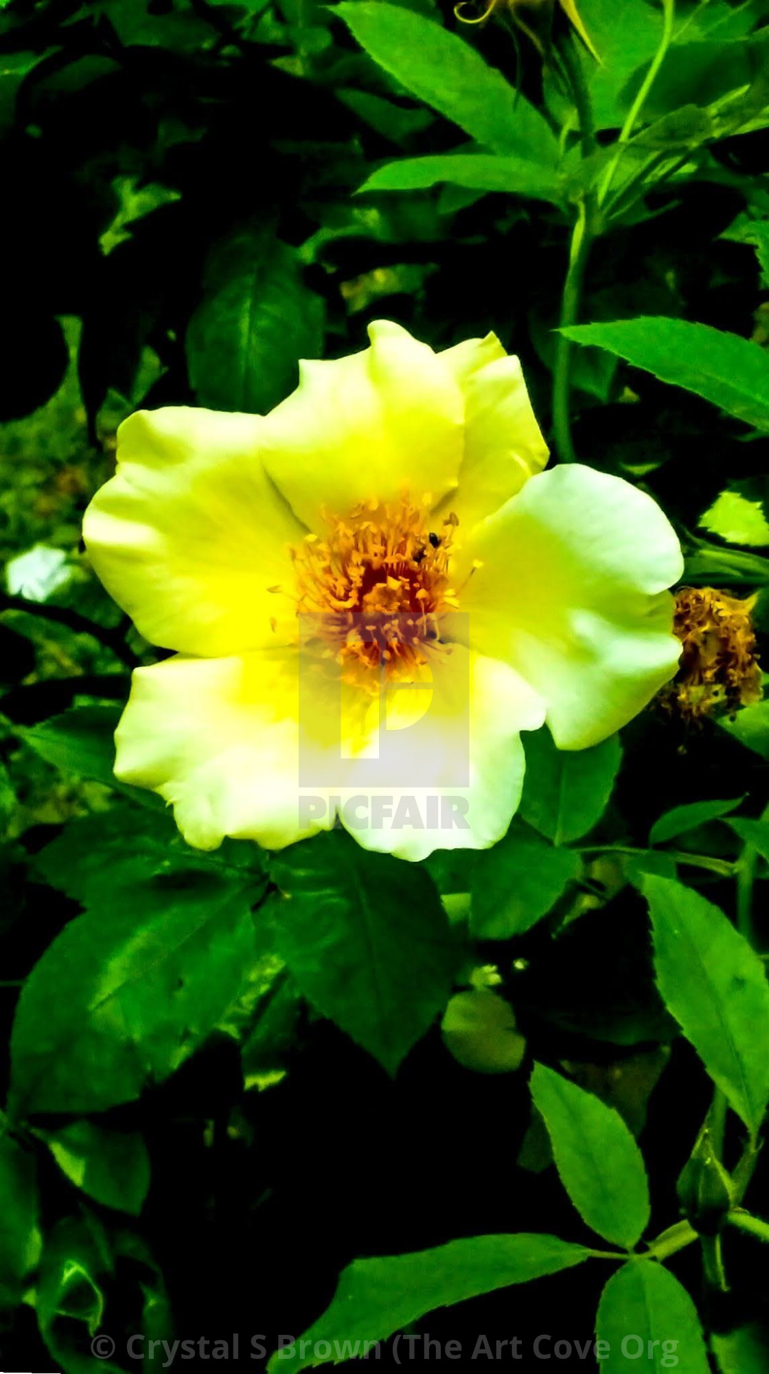"Sung" by Crystal S Brown (The Art Cove Org Crystal's Online Gallery - $74.56 "Sung" stock image