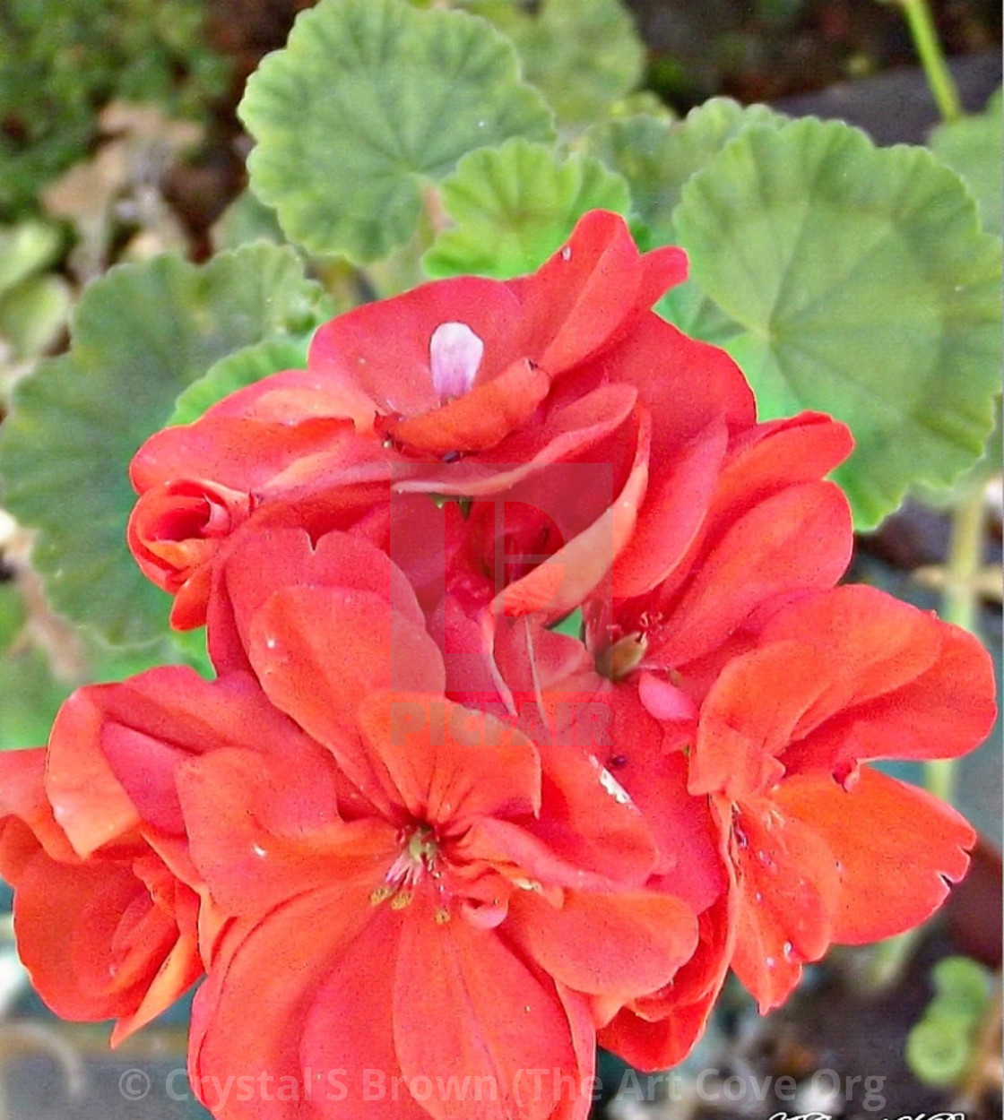 "AuntiesG" by Crystal S Brown (The Art Cove Org Crystal's Online Gallery - $126.76 "AuntiesG" stock image