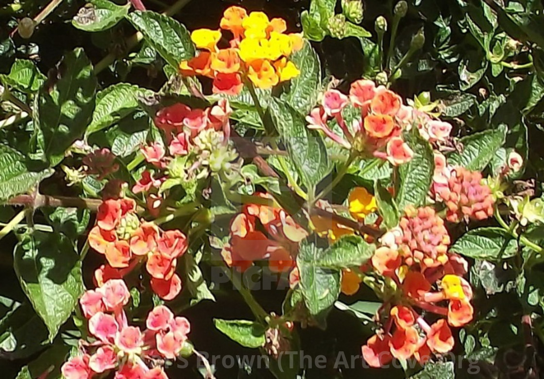"A Fruity Floral" by Crystal S Brown (The Art Cove Org Crystal's Online Gallery - $223.69 "A Fruity Floral" stock image