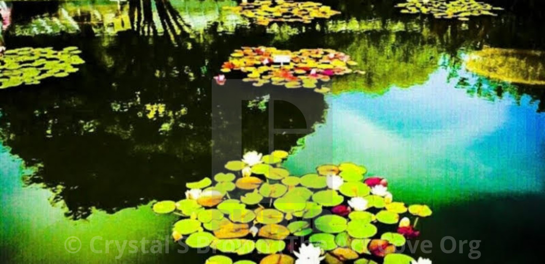 "Lily P" by Crystal S Brown (The Art Cove Org Crystal's Online Gallery - $223.69 "Lily P" stock image