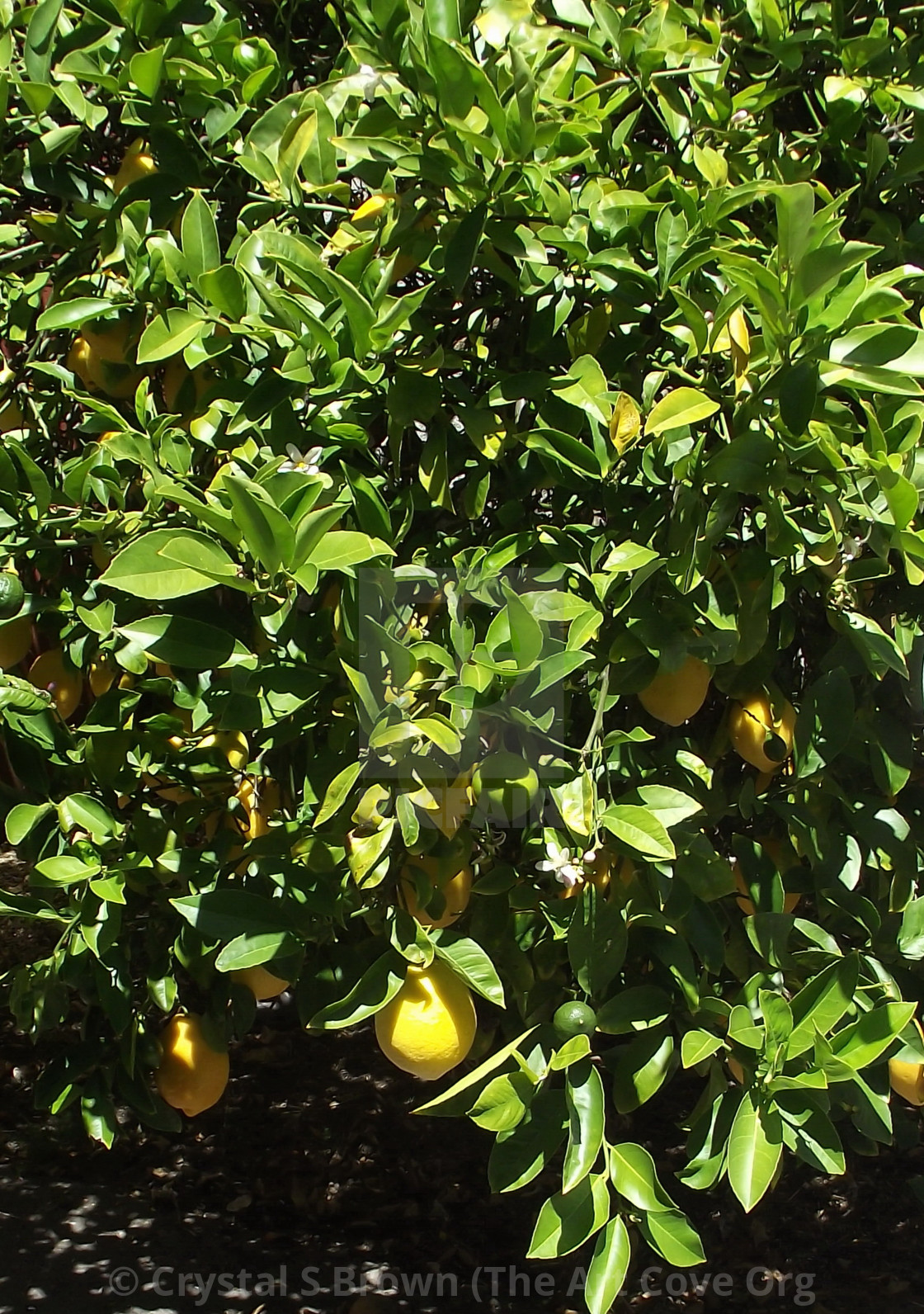 "Lemon Tree" by Crystal S Brown (The Art Cove Org Crystal's Online Gallery - $223.69 "Lemon Tree" stock image
