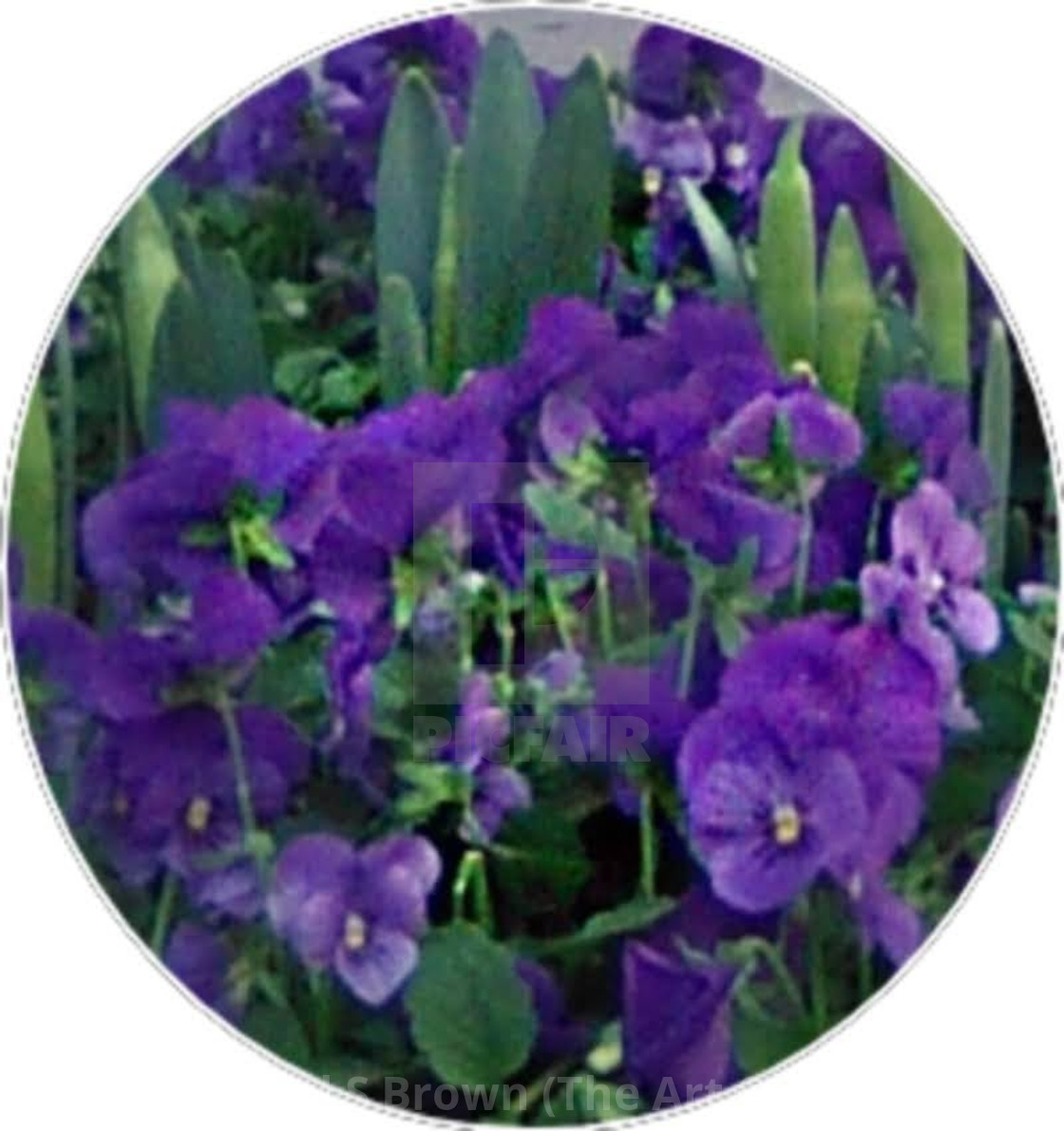 "Violets" stock image