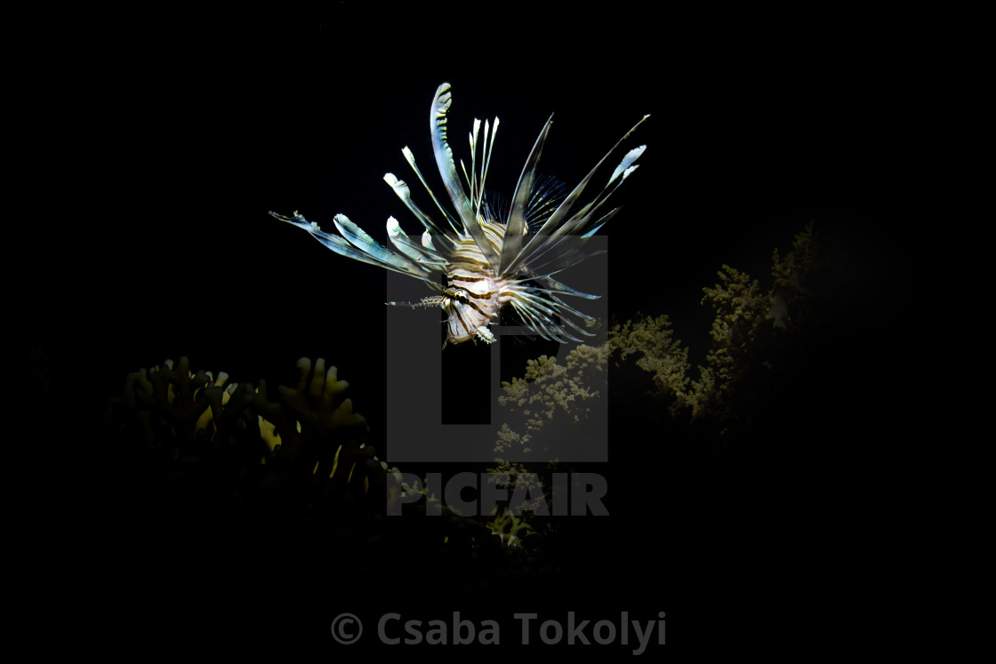 "Lionfish" stock image