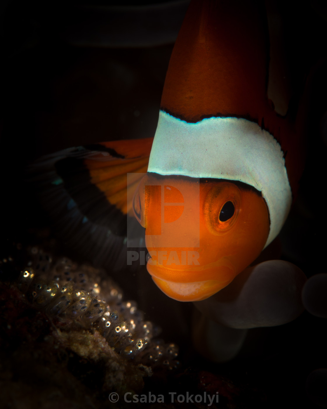 "Clownfish and eggs" stock image