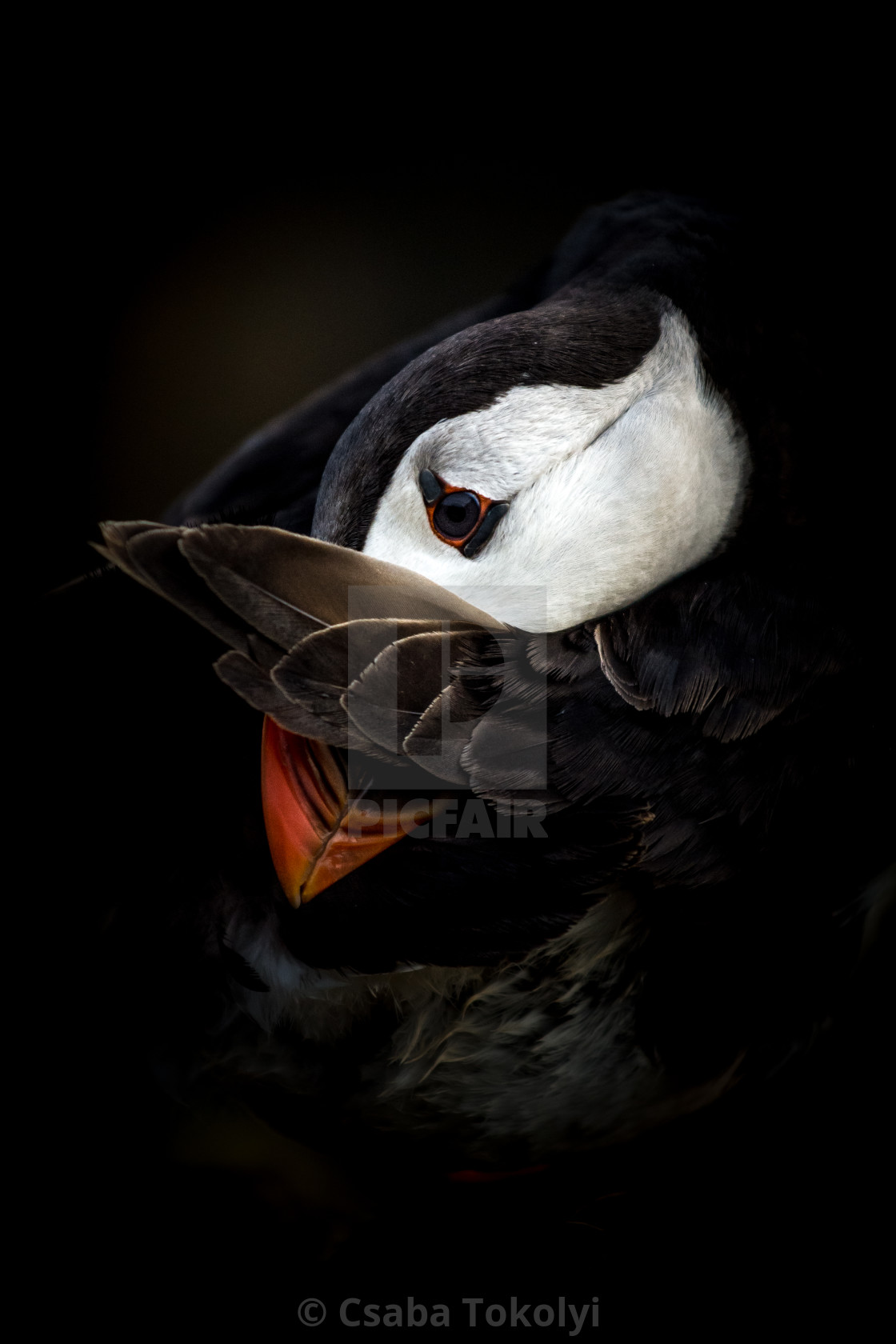 "Shy puffin - Atlantic puffin (Fratercula arctica)" stock image