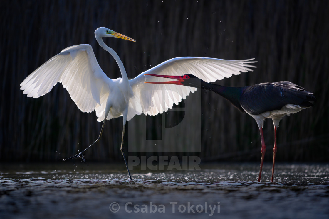 "Duel of Good and Evil - Great egret (Egretta alba) and Black stork (Ciconia nigra)" stock image