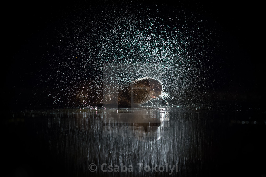 "Supper on stage - Eurasian otter (Lutra lutra)" stock image