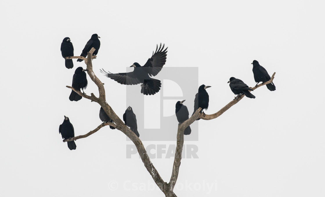 "Eleven crows" stock image