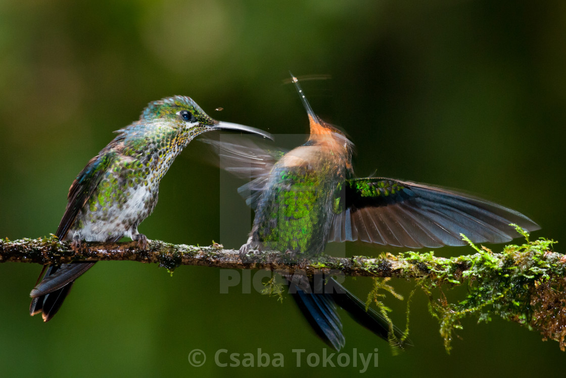 "The Duel" stock image