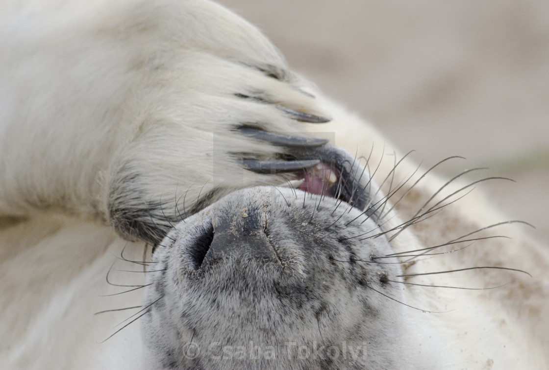 "Happy pup - Grey seal (halichoerus grypus)" stock image