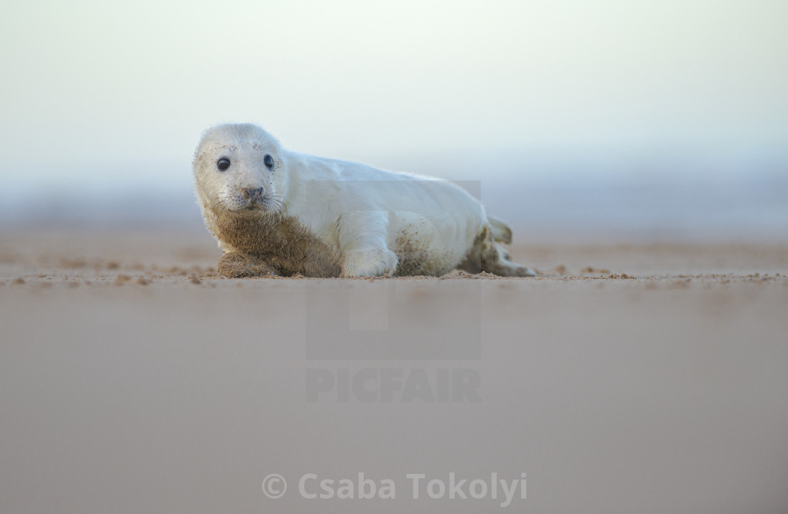 "Grey seal (halichoerus grypus)" stock image