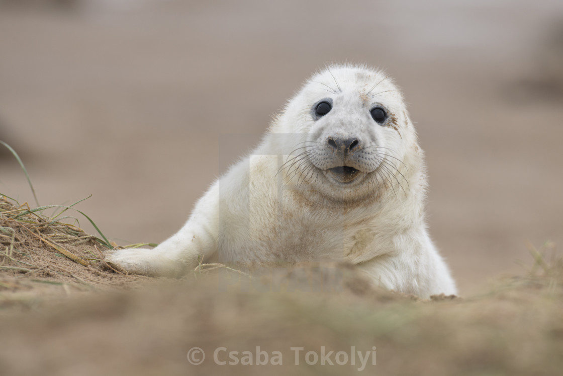 "Curious seal pup - Grey seal (halichoerus grypus)" stock image
