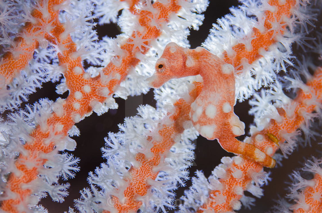 "Pygmy seahorse (Hippocampus bargibanti) with coral polyps" stock image