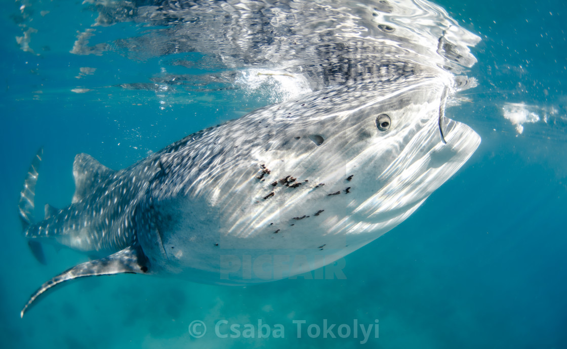 "Whale shark (Rhincodon typus) feeding." stock image