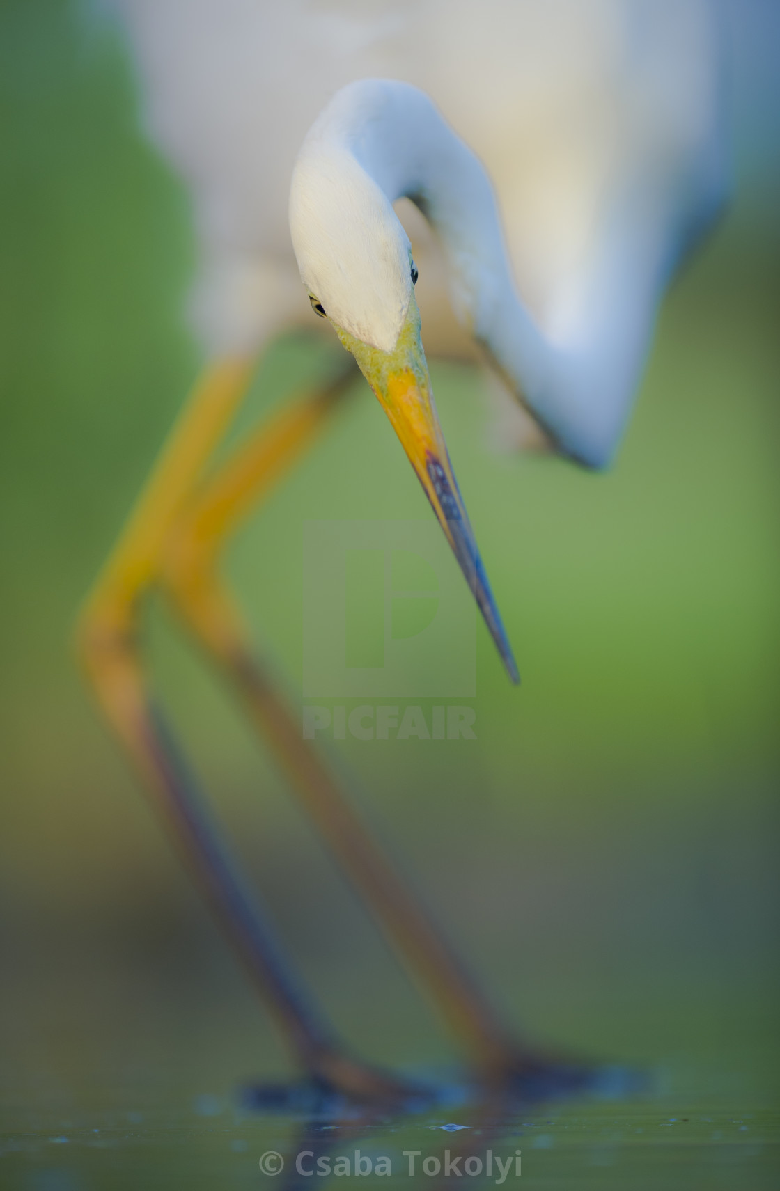 "Focus - Great egret (Egretta alba)" stock image