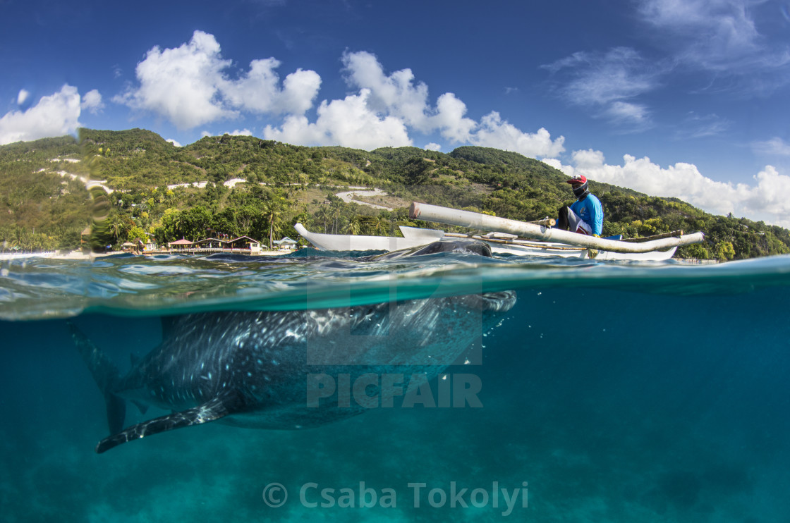 "Whale shark and fisherman" stock image