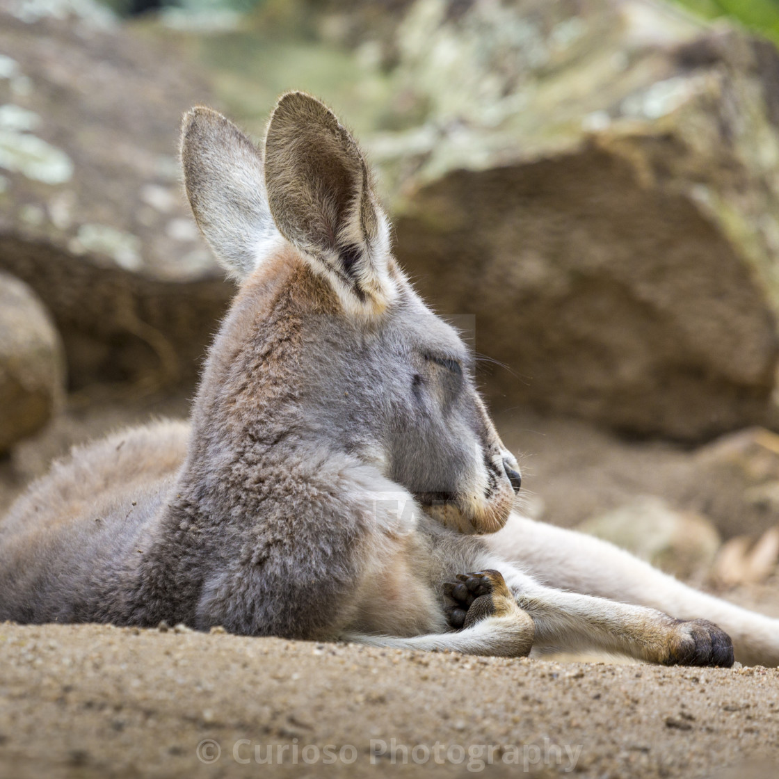 Kangaroo Of Australia Close Up Of Head And Face License Download Or Print For 1 00 Photos Picfair