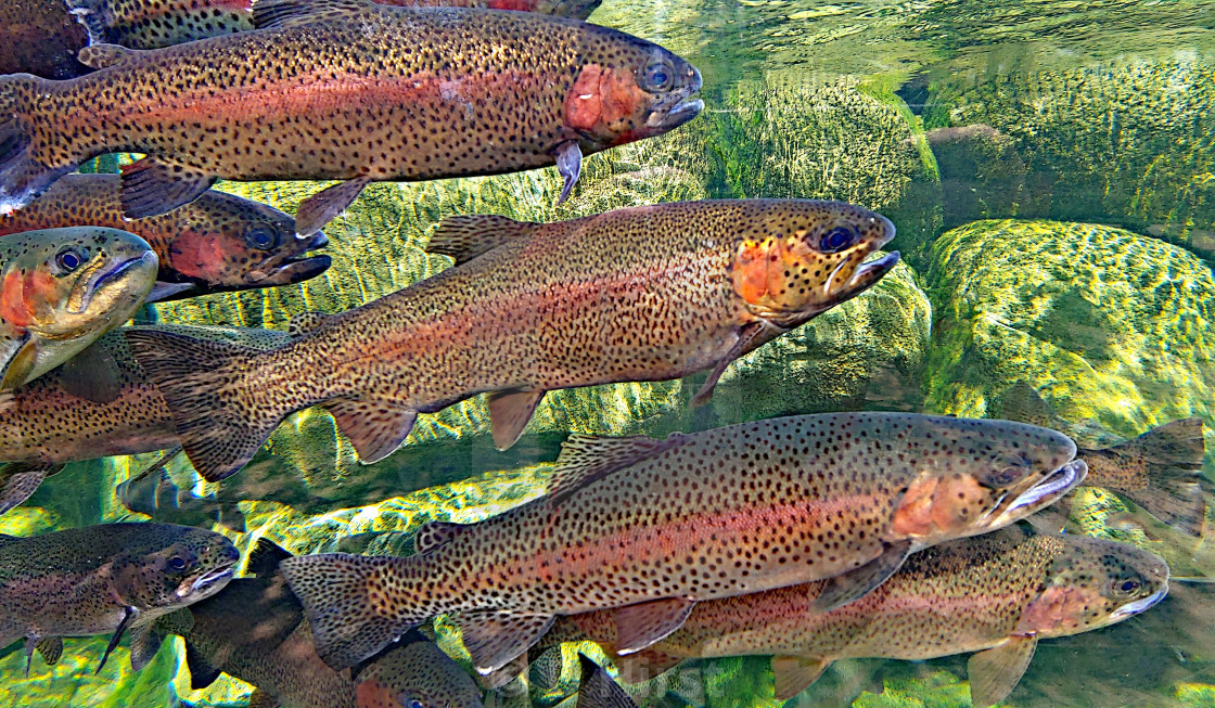 Rainbow Trout Underwater License Download Or Print For 3 71 Photos Picfair Golden rainbow trout, tiger trout, brook trout, brown trout, rainbow trout. https www picfair com pics 08936808 rainbow trout underwater