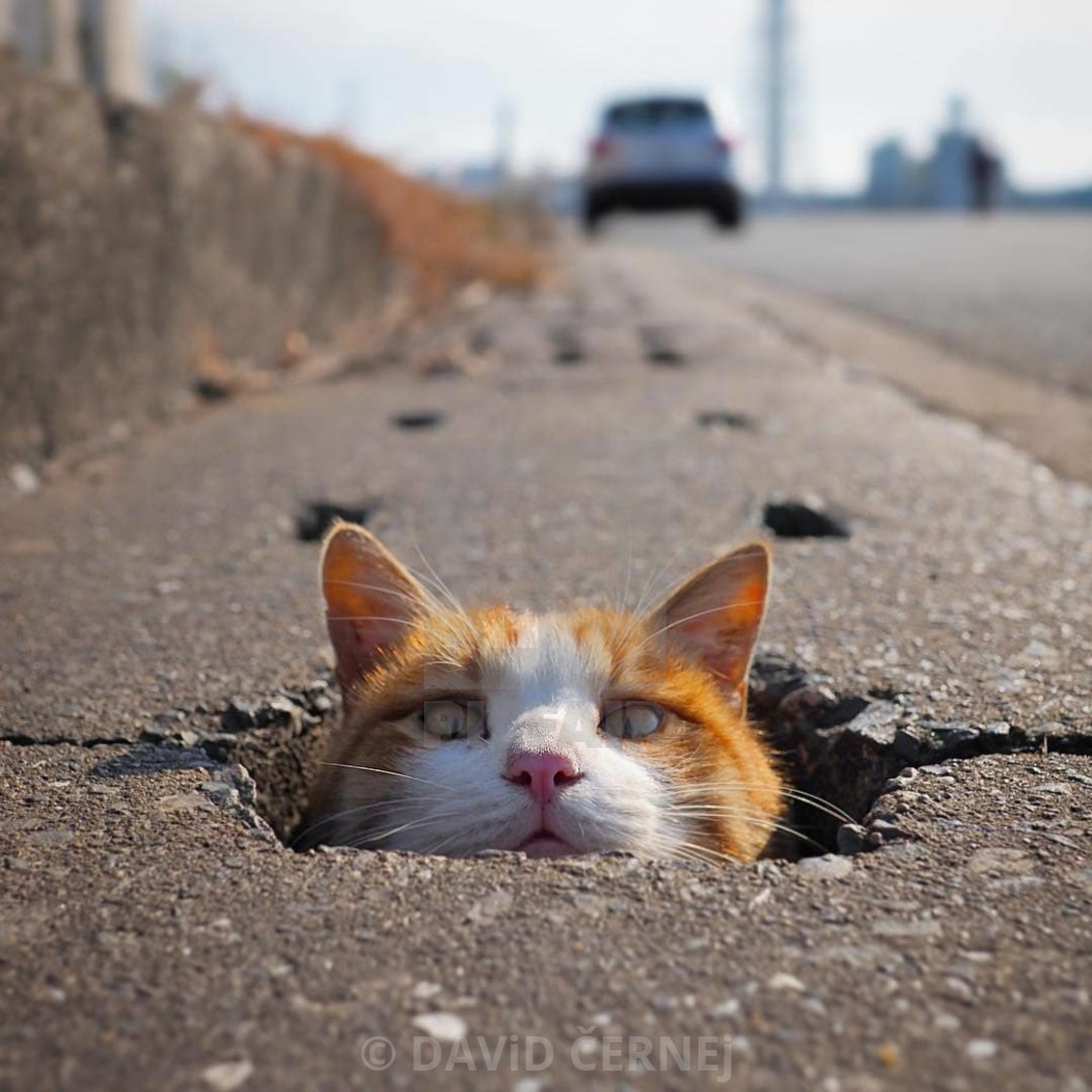 "Hello Human, have any food?" stock image