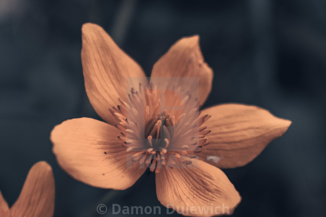 "Yellow flower" by Damon Dulewich - £12.40 "Yellow flower" stock image