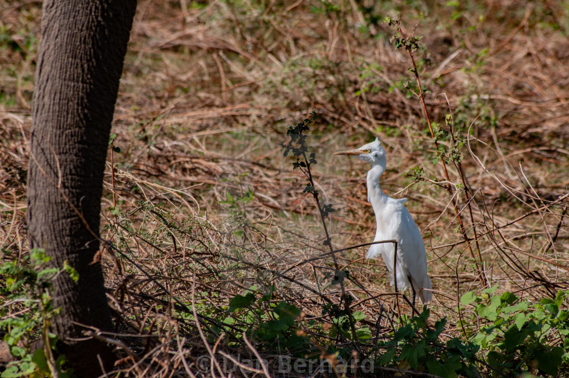 "Stork, Uda Walawe, Sri Lanka" stock image