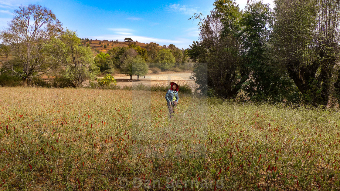 "Trekking, Kalaw to Inle lake, Chilli farm" stock image