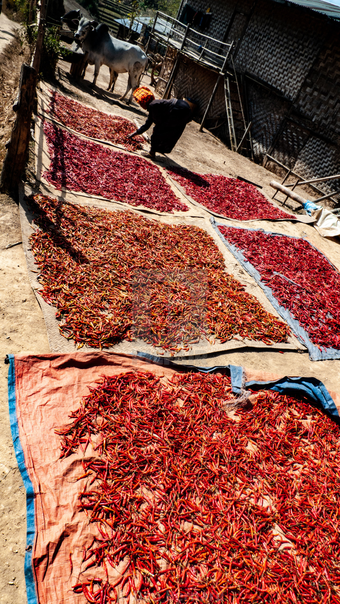 "Chillies, Trekking, Kalaw to Inle lake," stock image