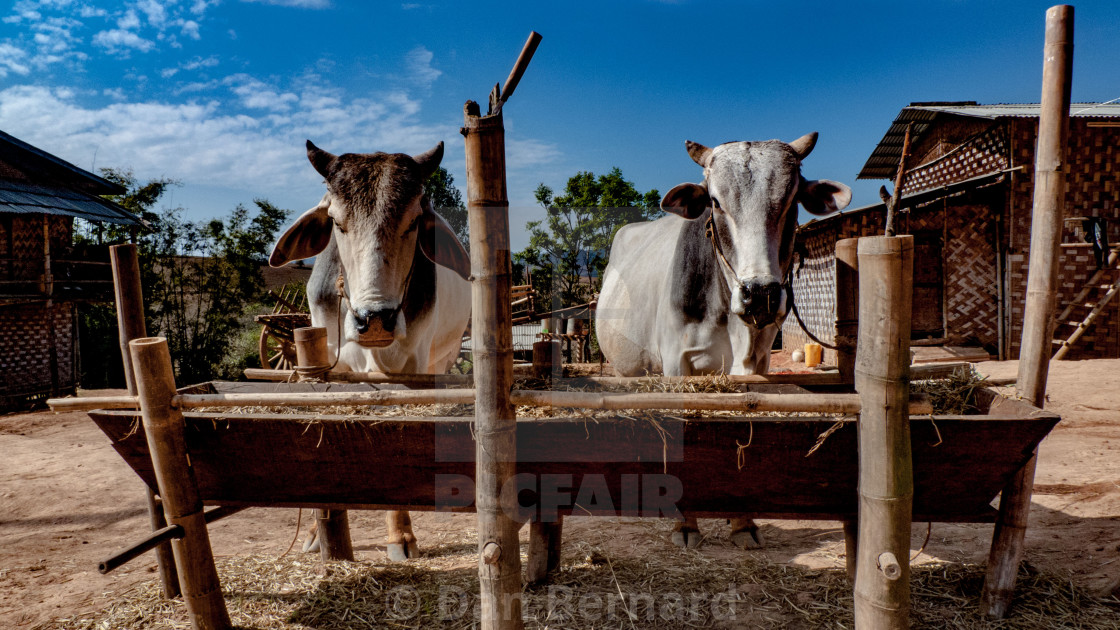 "Cattle, Homestay, Trekking, Kalaw to Inle lake," stock image