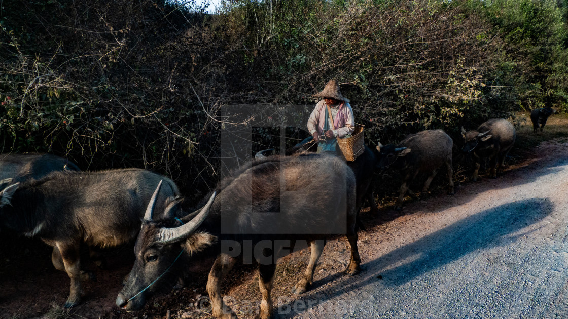 "Cattle, Homestay, Trekking, Kalaw to Inle lake," stock image