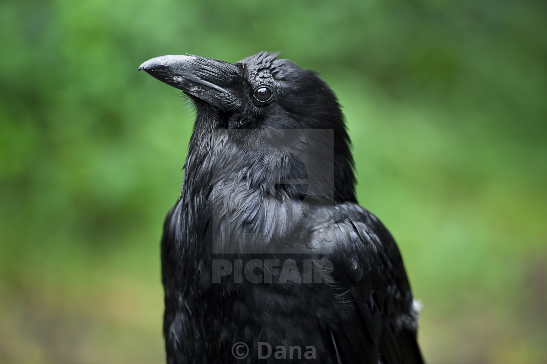 "Raven" stock image