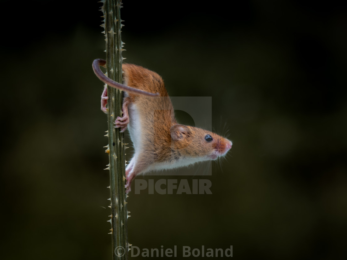 "Prickly Business" stock image