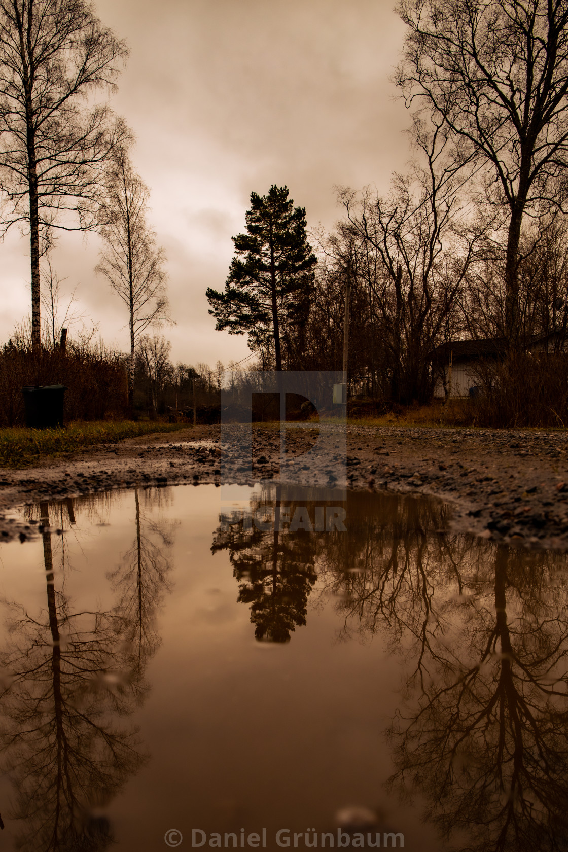 "Tree mirrors in water" stock image