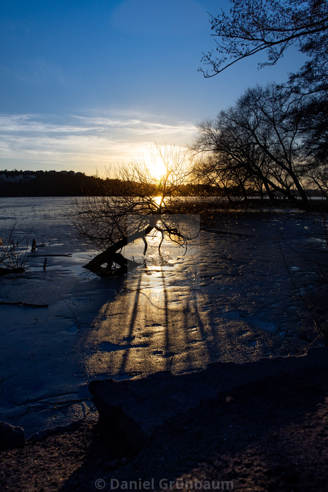 "Tree stuck in ice in backlight" stock image