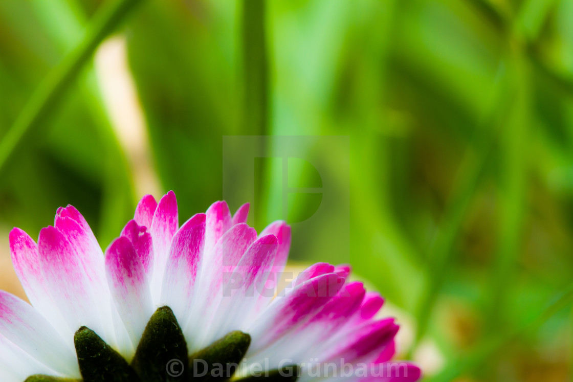 "Closeup of flower" stock image