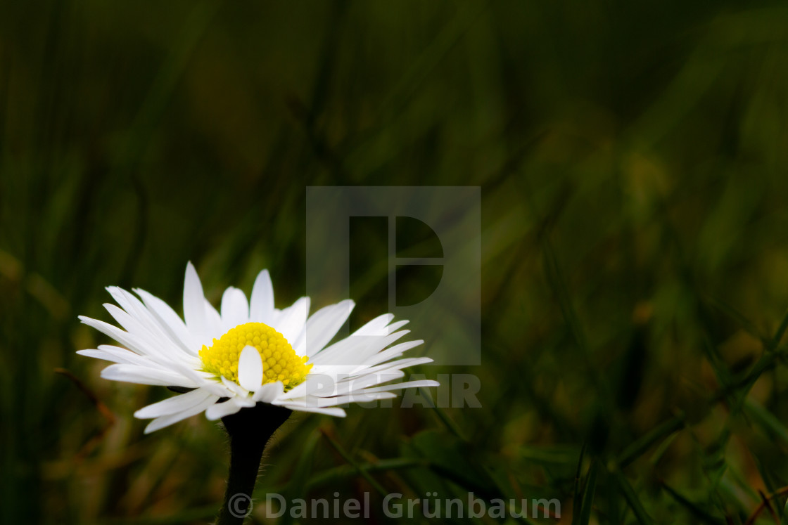 "Closeup of meadow daisy" stock image