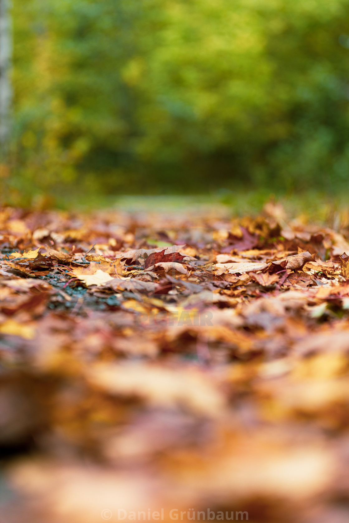 "Closeup of leafs on the ground" stock image