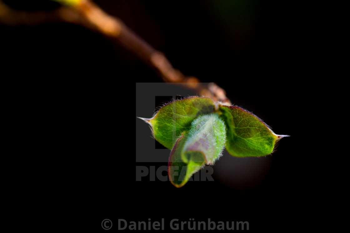 "Closeup of leafs" stock image