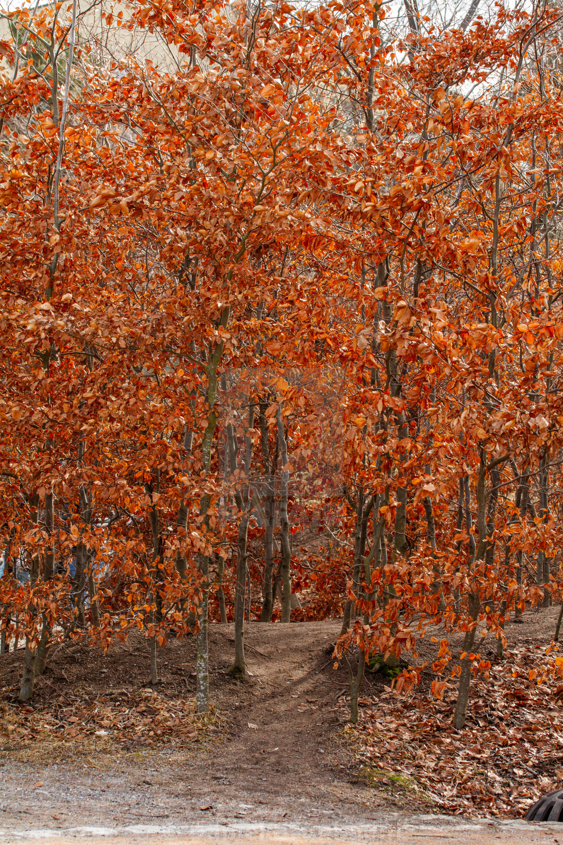 "Trees in red in autumn" stock image