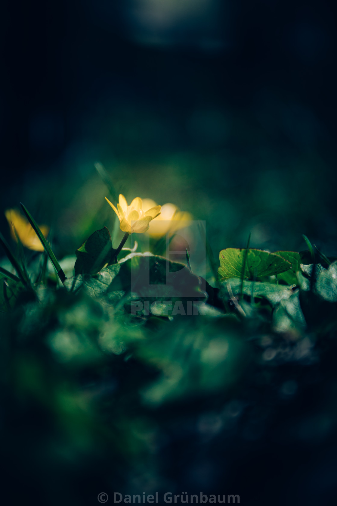 "Closeup of yellow flower" stock image