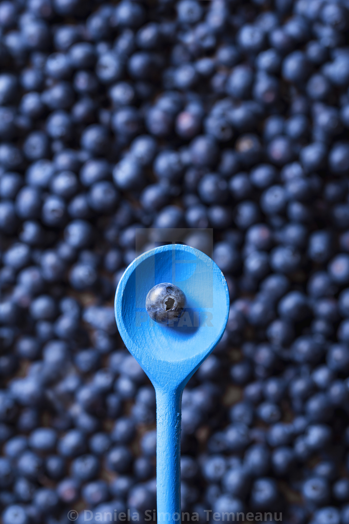 One Blueberry Fruit In A Spoon Ripe Blueberries License Download Or Print For 12 40 Photos Picfair