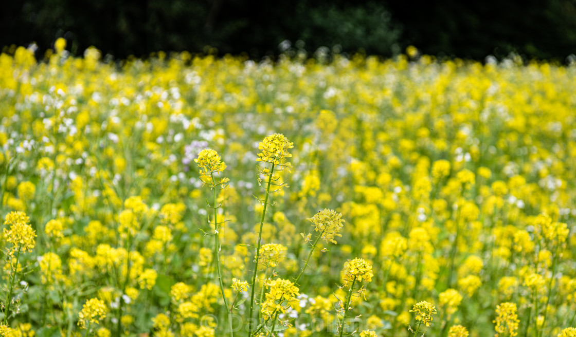 "Single yellow flower in a meadow of yellow flowers" stock image