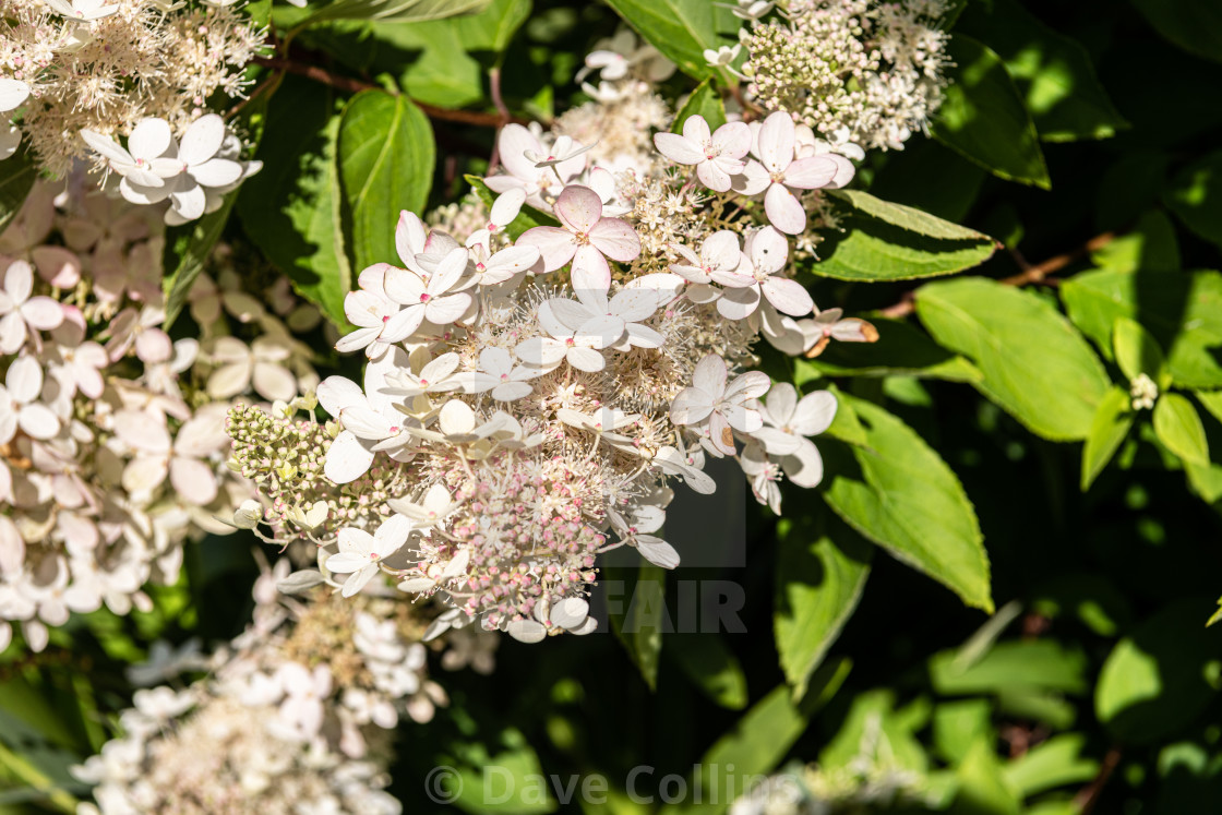 "Hydrangea Paniculata Kyushu flowers in bloom" stock image