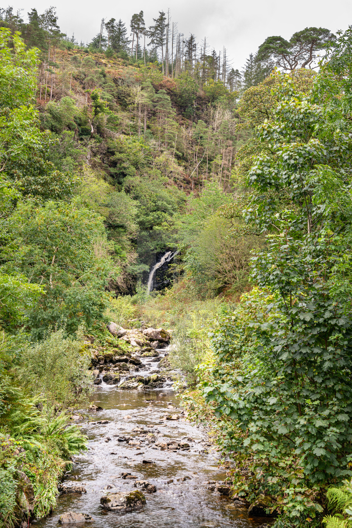 "Grey Mare's Tail burn with the Grey Mare's Tail waterfall on the background in The Galloway Forest park" stock image