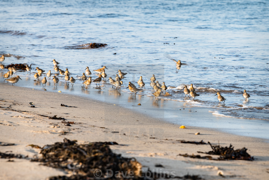 "Dunlin feeding on a beach at High Tide" stock image