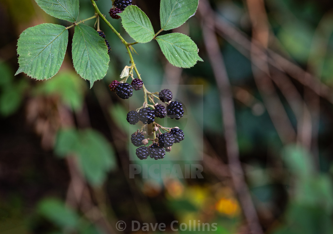 "Ripe Blackberries with blurred background" stock image
