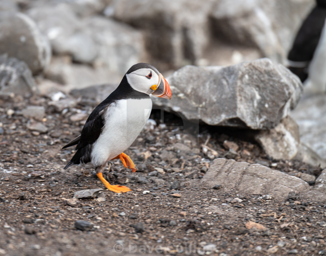 "Puffin on the ground on Inner Farne Island in the Farne Islands, Northumberland, England" stock image