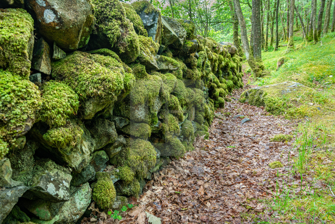 "Moss covered dry stone wall in the Wood of Cree Scottish Rain Forest in The Galloway National Forest" stock image