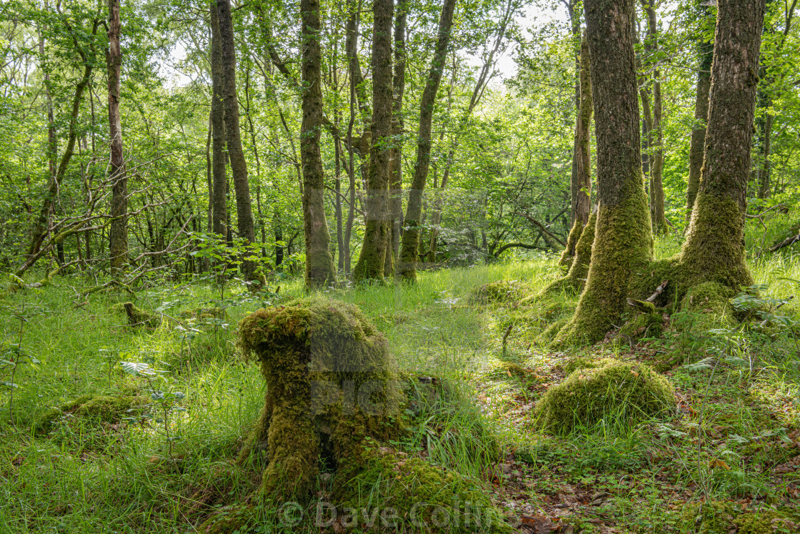 "Wood of Cree Scottish Rain Forest in The Galloway National Forest" stock image